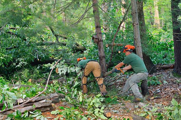 Best Best Tree Removal Services  in Kalkaska, MI